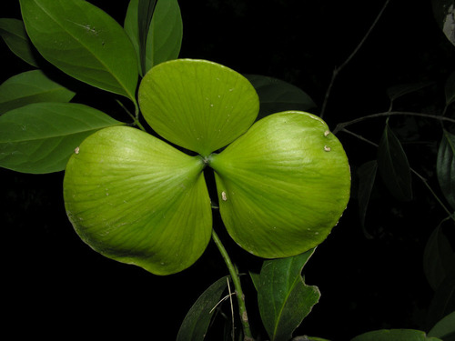 Cuervea kappleriana