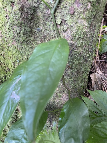Culcasia falcifolia — photo