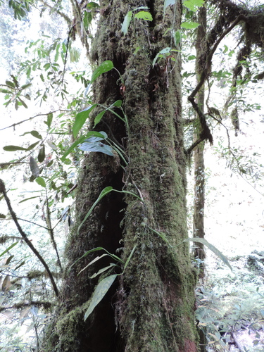 Culcasia falcifolia — photo
