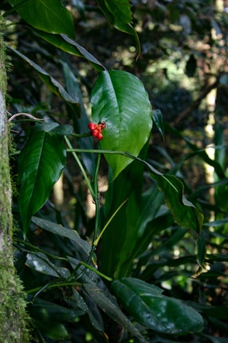 Culcasia falcifolia