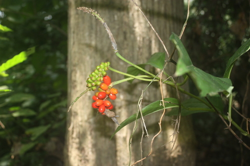 Culcasia scandens