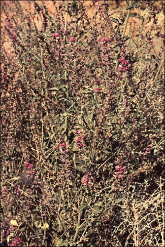Cullen patens (Native Verbine) — photo