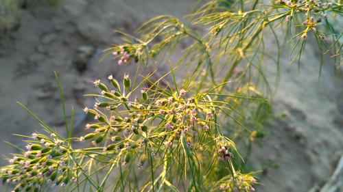 Cuminum cyminum (Cumin) — photo