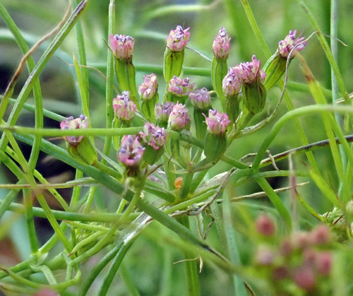 Cuminum cyminum (Cumin) — photo