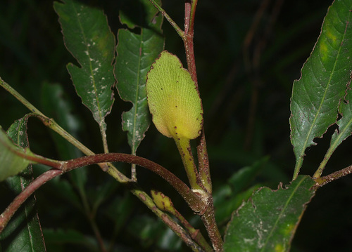 Cunonia capensis — photo