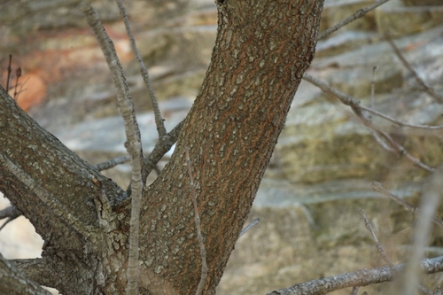 Cunonia capensis — photo