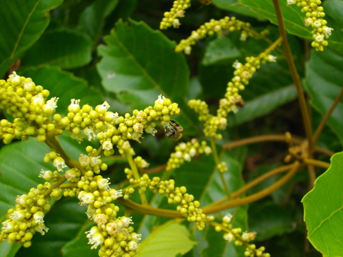 Cupania americana (Candle wood cupania) — photo
