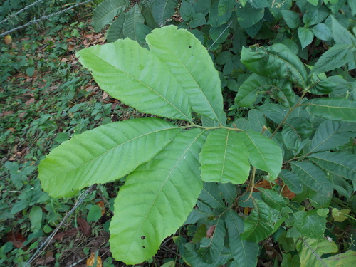 Cupania americana (Candle wood cupania) — photo