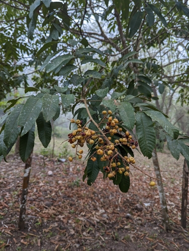 Cupania belizensis (Belize cupania) — photo
