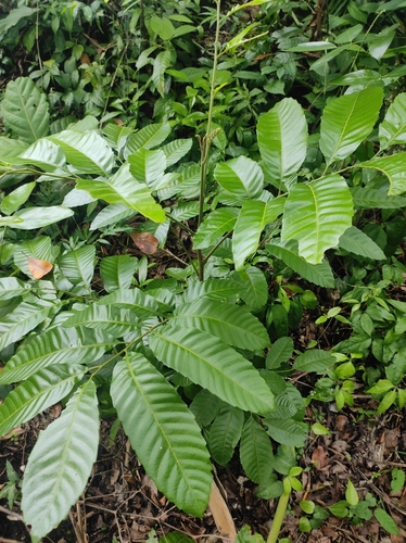 Cupania belizensis (Belize cupania) — photo