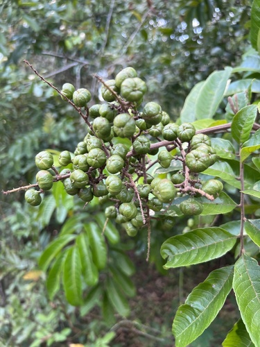 Cupania belizensis