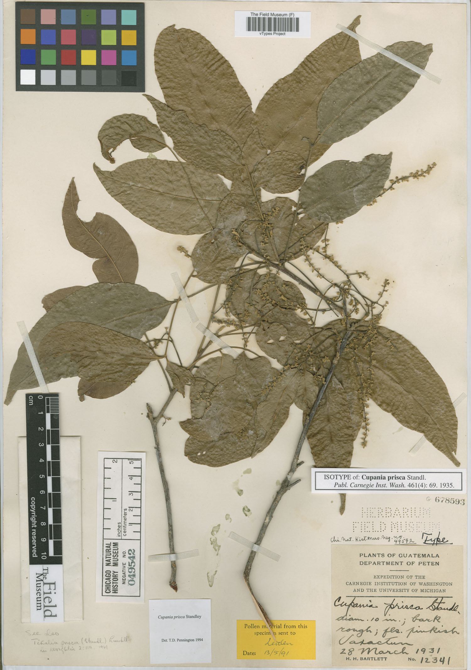 Cupania prisca