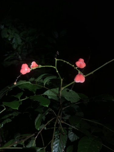 Cupania scrobiculata (Pitted cupania) — photo