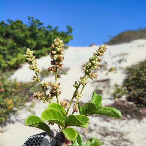 Cupania scrobiculata