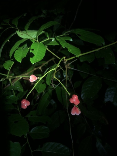 Cupania scrobiculata (Pitted cupania) — photo