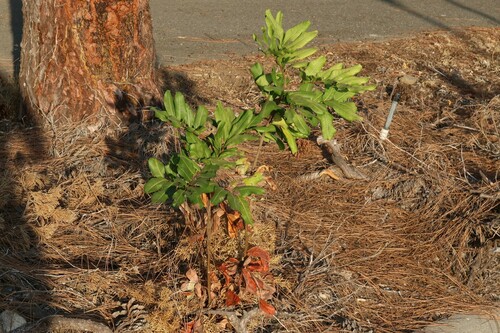 Cupaniopsis anacardioides (Tuckeroo) — photo