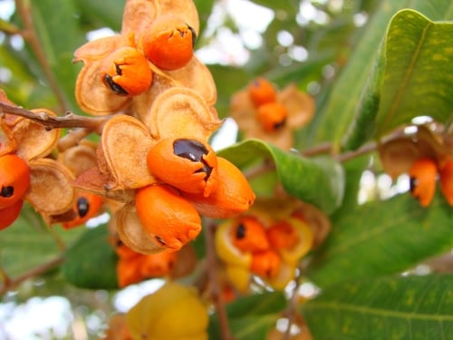 Cupaniopsis anacardioides