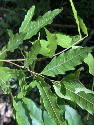 Cupaniopsis serrata (Smooth tuckeroo) — photo