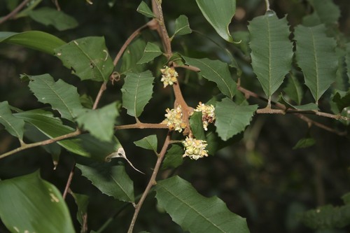 Cupaniopsis serrata