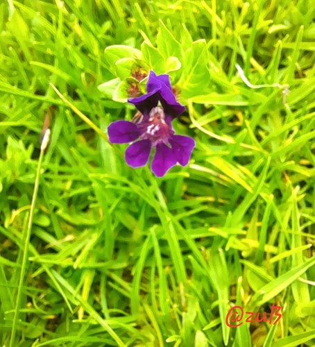 Cuphea aequipetala (Mexican loosestrife) — photo
