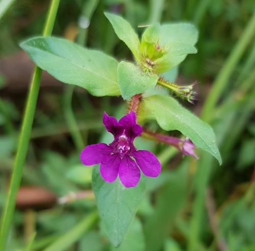 Cuphea aequipetala