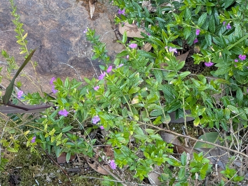 Cuphea hyssopifolia (Mexican false heather) — photo