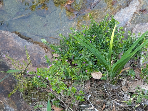 Cuphea hyssopifolia (Mexican false heather) — photo