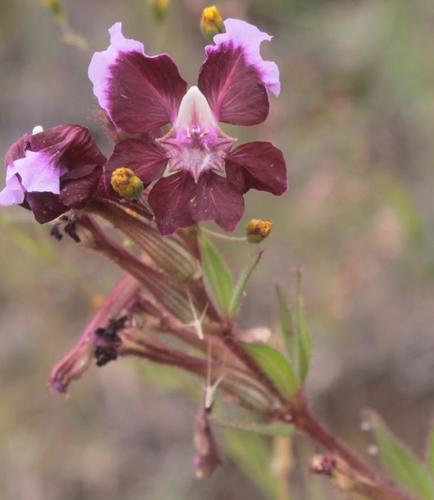 Cuphea lanceolata
