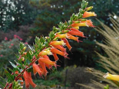 Cuphea micropetala