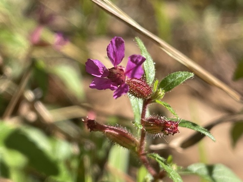 Cuphea viscosissima (Blue wax-weed) — photo