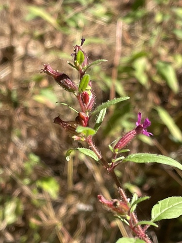 Cuphea viscosissima (Blue wax-weed) — photo