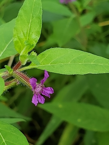 Cuphea viscosissima