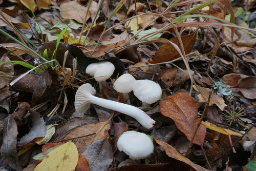 Cuphophyllus niveus (Snow-white wax cap) — photo