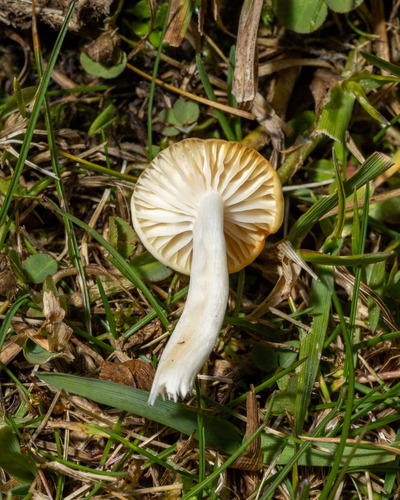 Cuphophyllus niveus