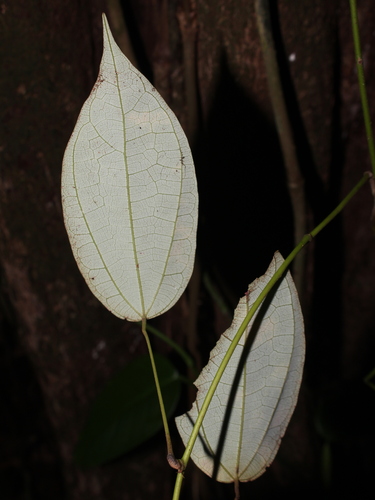 Curarea cuatrecasasii — photo