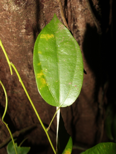 Curarea cuatrecasasii — photo