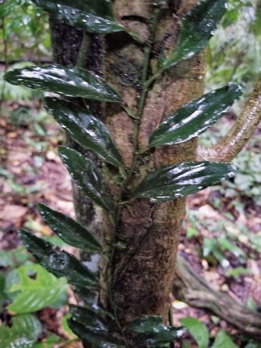 Curarea cuatrecasasii