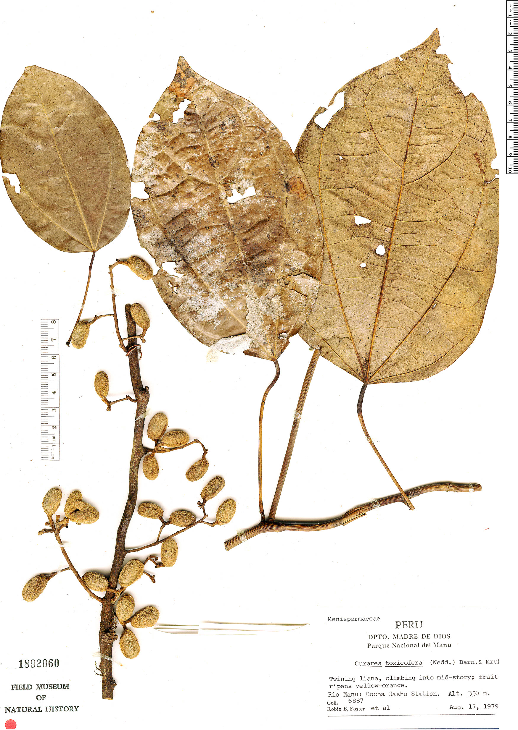 Curarea tomentocarpa