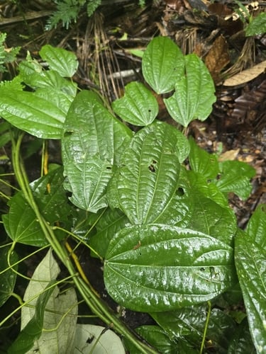 Curarea toxicofera