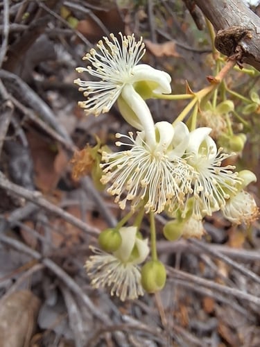Curatella americana
