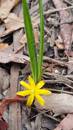 Curculigo ensifolia (Grass potato) — photo