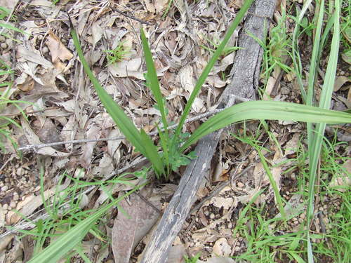 Curculigo ensifolia (Grass potato) — photo