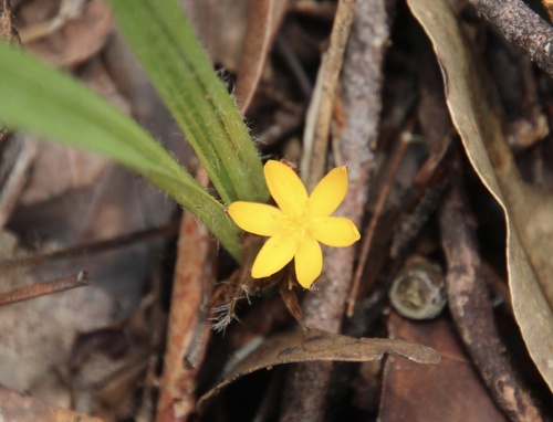 Hypoxidaceae