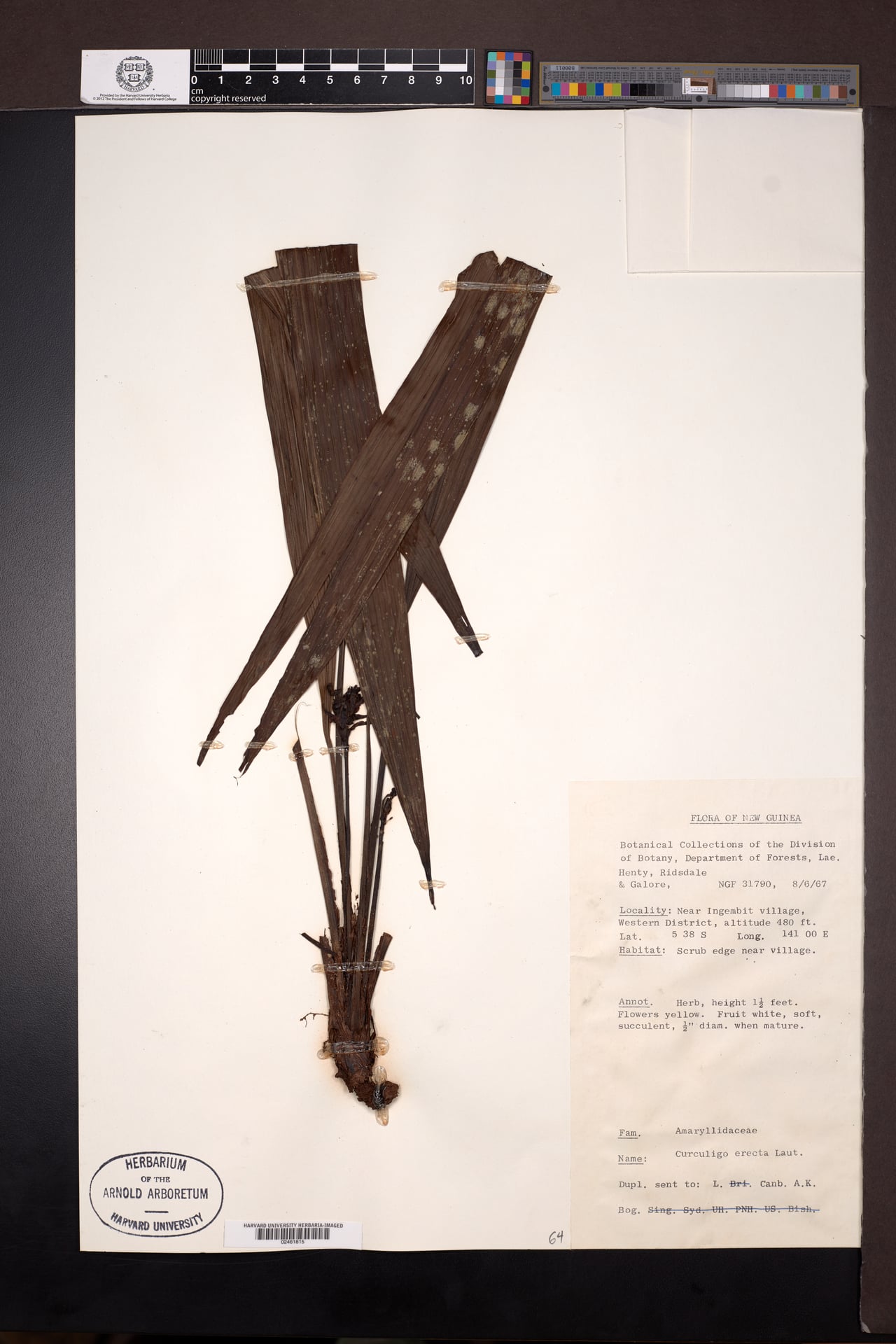 Curculigo erecta — photo