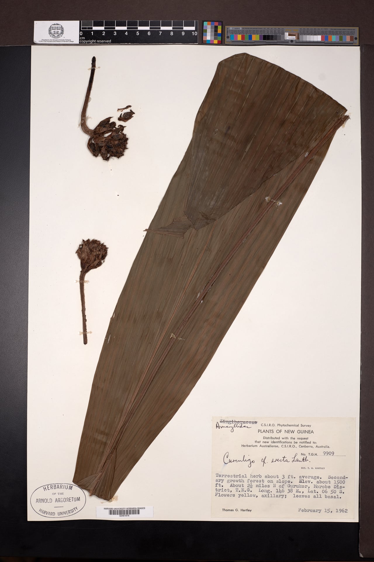 Curculigo erecta — photo