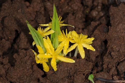 Curculigo orchioides (Star grass) — photo