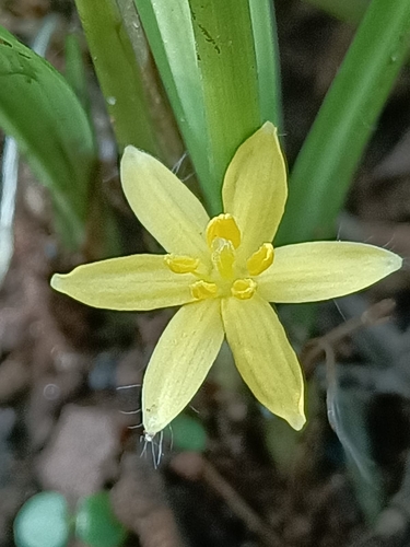 Curculigo orchioides (Star grass) — photo