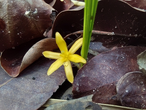 Curculigo pilosa (African crocus) — photo