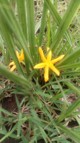 Curculigo pilosa (African crocus) — photo