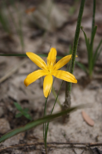Curculigo pilosa